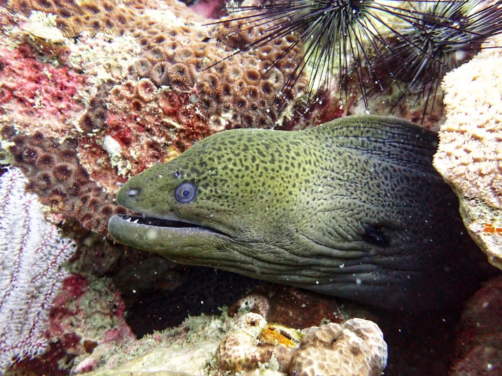 One of the eels poking its head out at one of the dive sites.