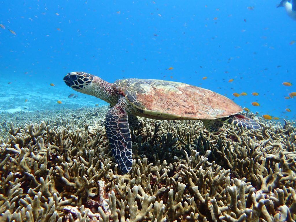 If you're asking Is Phuket worth visiting? Then getting to scuba dive amongst the beautiful marine animals in Phuket is definitely one reason to visit. This photo shows a beautiful turtle we got to see during one of our dives.