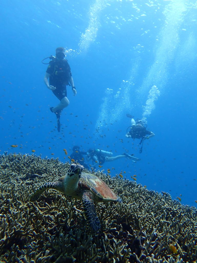 We got to see a turtle resting close to a sea bed and Liam is in the background admiring it.