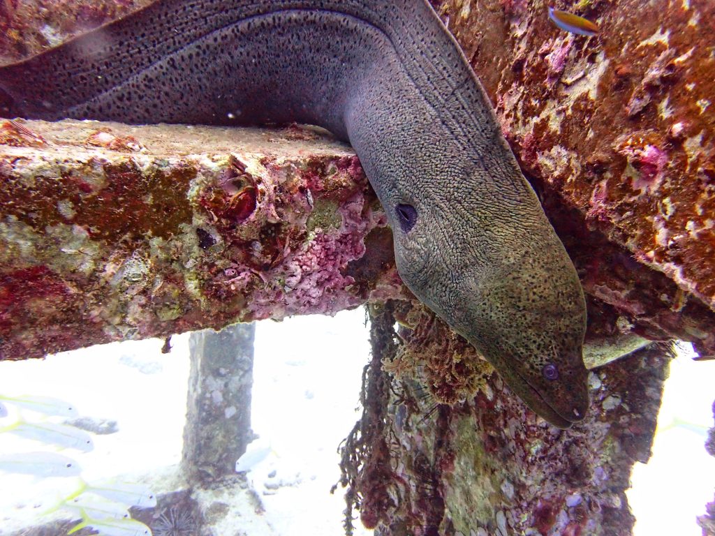 We got to see a huge eel at Racha Yai in Phuket, we couldn't believe how large the eel was. It wrapped itself around the cub and was resting when we saw it.