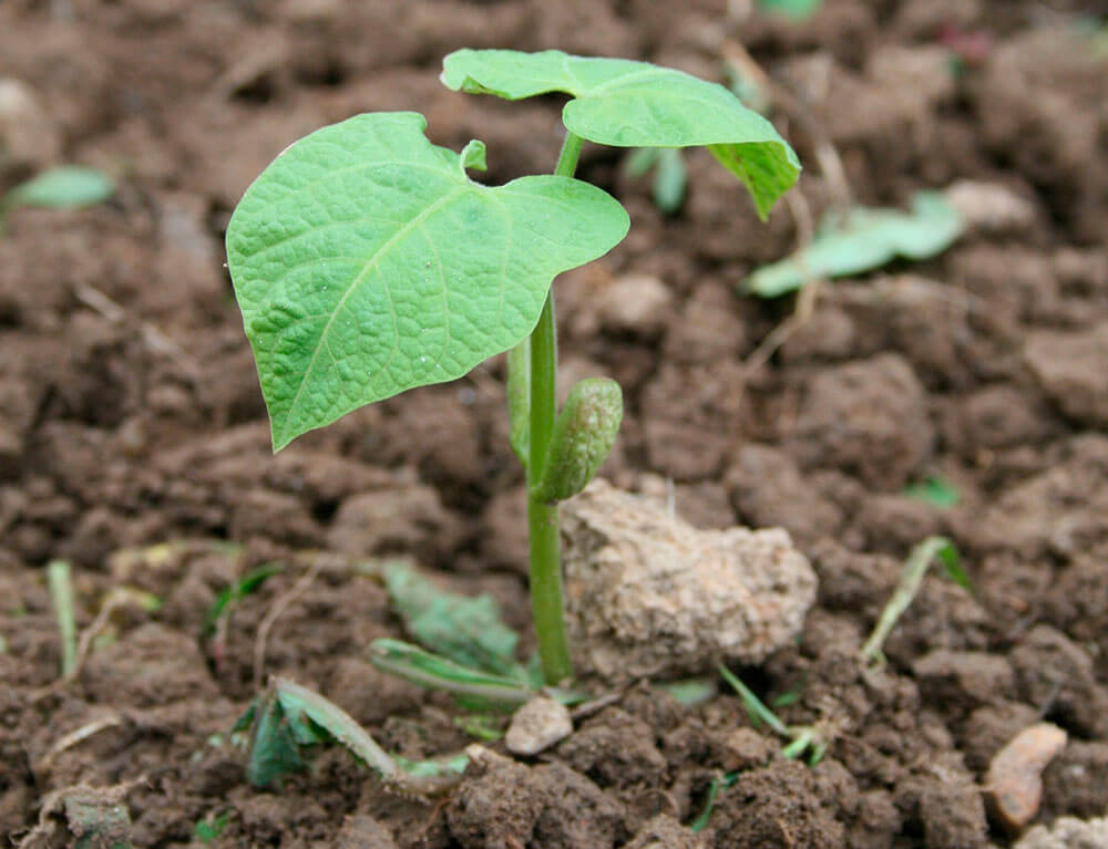 plantebranchen 2022 7