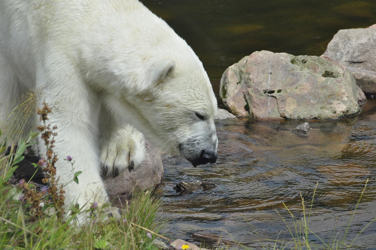 Klimamærkning 1 polar bear 4698589 1280