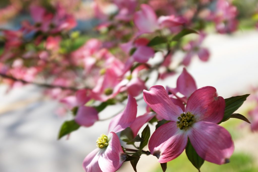 Cornus Kousa