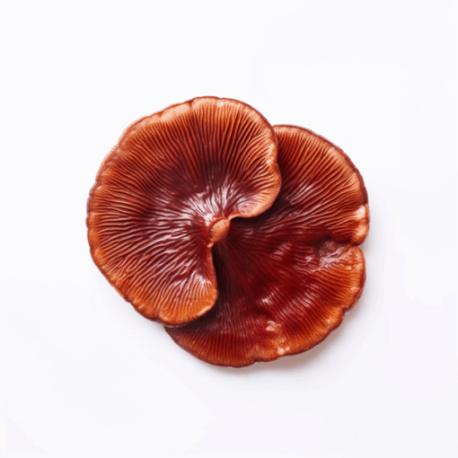 Reishi 60 Kapslar - Bild 3