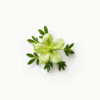 Tribulus Terrestris