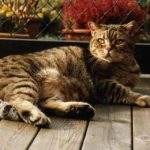 Podvins kattpensionat Bashful