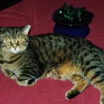 Podvins kattpensionat bobcat