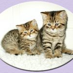 Podvins kattpensionat upe