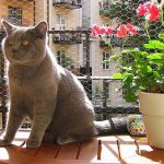 Podvins kattpensionat Winston