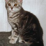 Podvins kattpensionat Zlatan