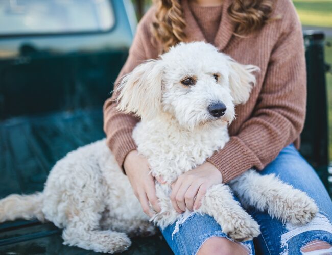 Hur du förbereder ditt hem för en Hund till Familjen