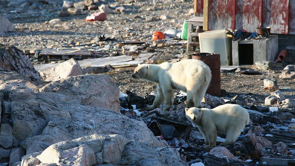 Isbjørne leder efter mad i Kap Tobin, Ittoqqortoormiit, august 2014 (foto: Charlotte M. Moshøj/WWF).