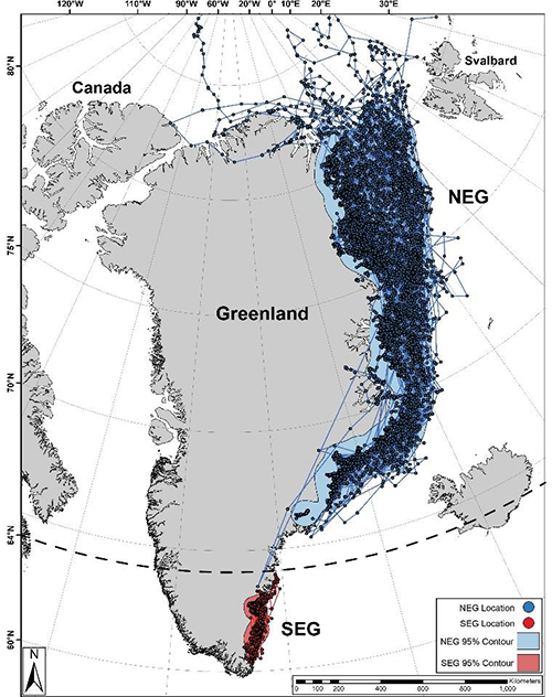 Områder som udnyttes af isbjørne i hhv. Sydøstgrønland (SEG, rød) og Nordøstgrønland (NEG, blå) baseret på positioner modtaget fra satellitsendere, der sad på voksne hunner (1993-2021). De to grupper var adskilt af en ca. 150 km lang strækning, der på nær en enkel, var uden positioner (1).