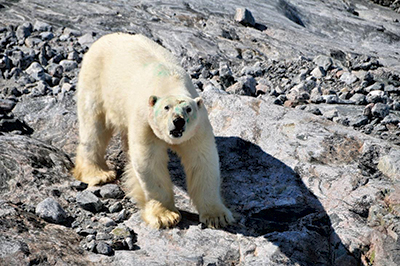Det er lettest at finde isbjørne om foråret, når de kan spores i sneen, men i august 2011 fik vi via GEUS (Danmarks og Grønlands Geologiske Undersøgelser) en platform of opportunity-lejlighed til for første gang at lede efter isbjørne i Sydøstgrønland. Vi fløj i helikopter ca. 6.600 km langs kyster mellem Tasiilaq og Prins Christians Sund, men fandt kun én bjørn (14). En voksen han, der fik en øresender, som virkede i ca. to måneder, hvor dyret holdt til i Timmiarmiit-fjord og nabofjorden (foto: Ø. Wiig).