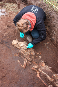 Det nyfundne skeletmateriale fra kirkegården ved Gardar var af svingende bevaringsgrad. Mange skeletter lå også begravet oveni hinanden meget tæt, hvilket forstyrrede både fundbillede og bevaring. DNA-forsker Anne Marie Høier Eriksen stod for en del af prøveudtagene. (Foto: Dorthe Dangvard Pedersen).