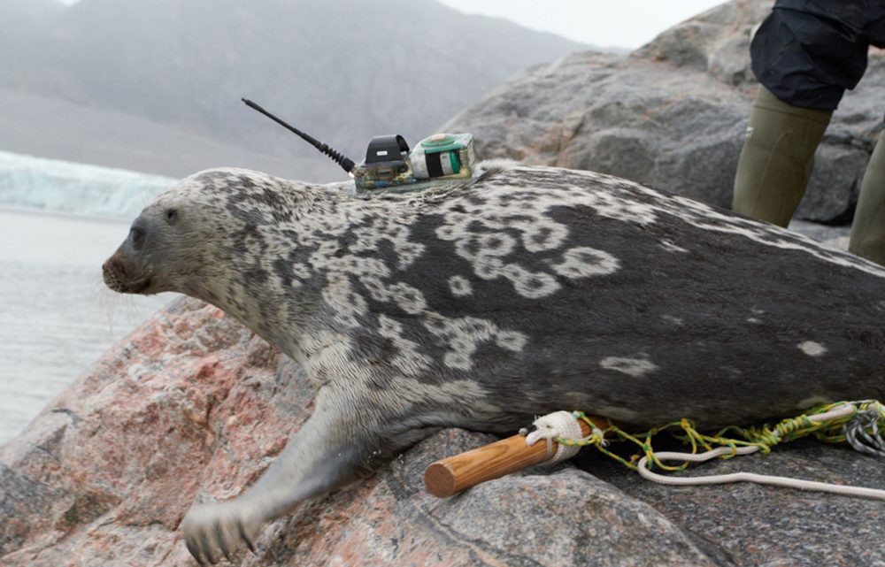 Det videnskabelige studier brugte satellitsendere, optællinger af bestanden og DNA-analyser af vævsprøver for at beskrive den specielle Kangia ringsæl i Ilulissat Isfjord. Her har en sæl lige fået monteret en satellitsender på ryggen. Foto: Pinngortitaleriffik - Grønlands Naturinstitut.