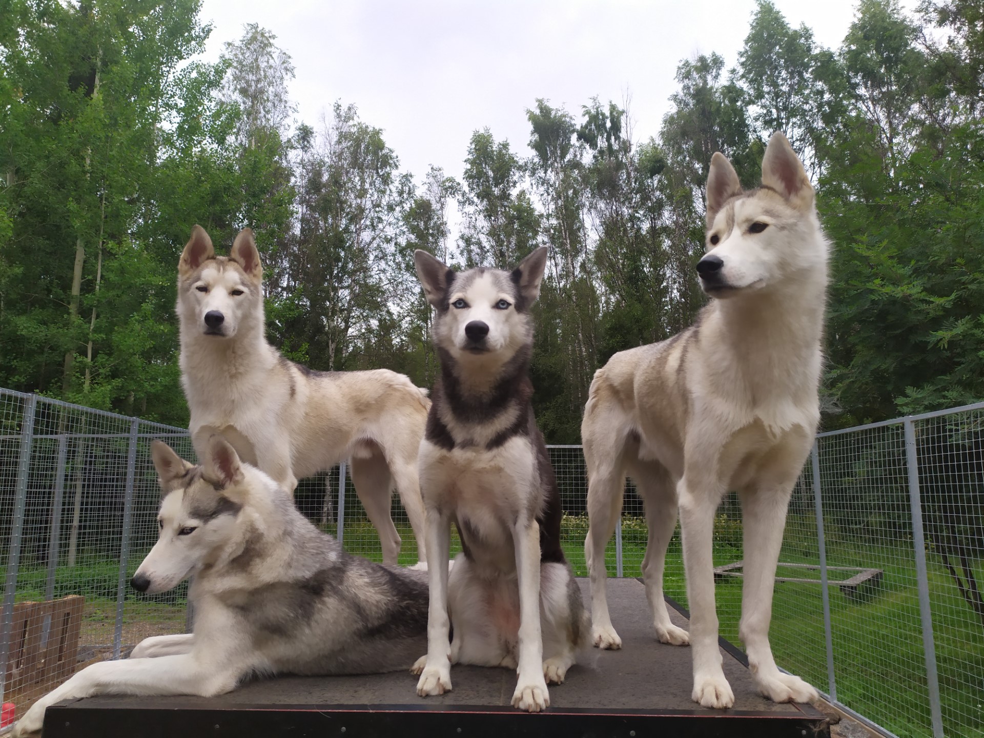 Kennel visit Polaris Experiences