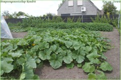 Pompoengenootschap-Kasterlee-91-van-312-BorderMaker