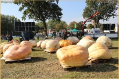 Pompoenfeest Wildert Weging-173-BorderMaker