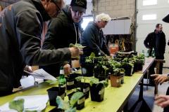 Verdeling-plantjes-2023-20230420-Planten-verdeling-31