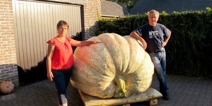 Giant pumpkin Herman Boonen (more than 1000kg) 2018