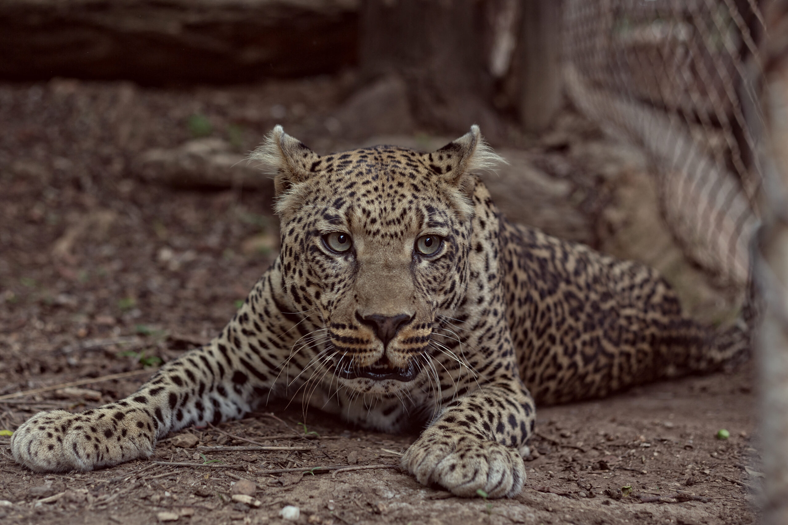 karla leopard in a cage chipangali animal sanctuary in zimbabwe