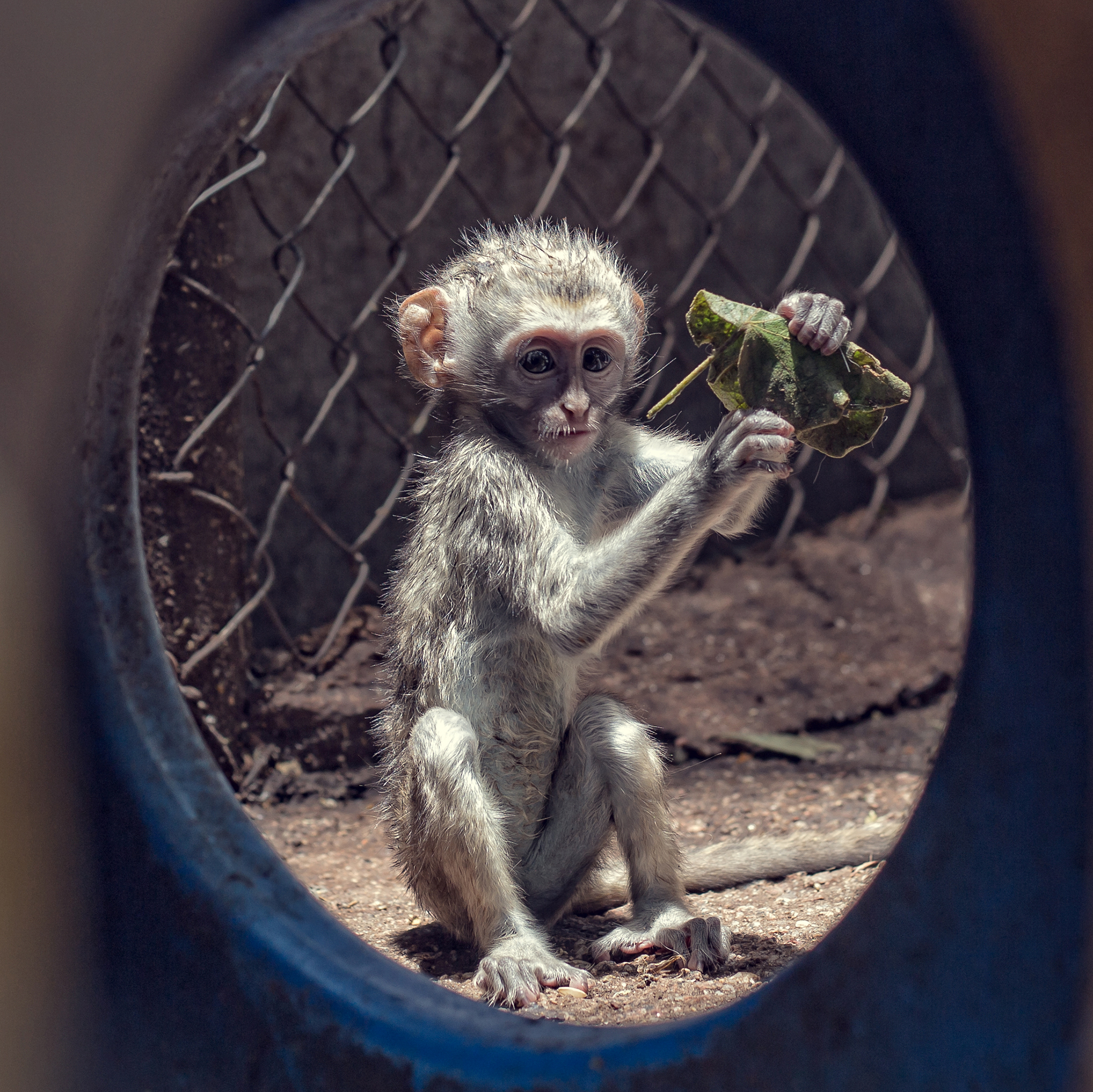 vervet baby monkey