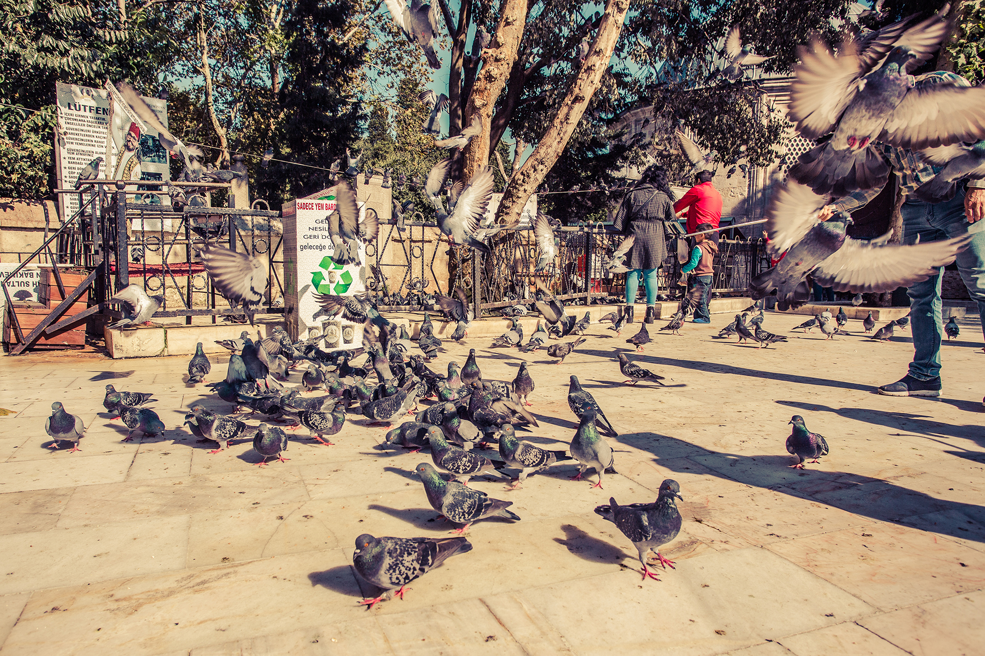 pigeons on a square in istanbul