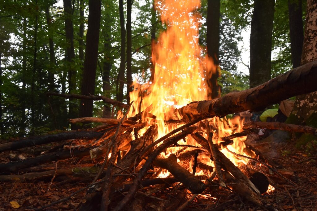 fire, wood, forest