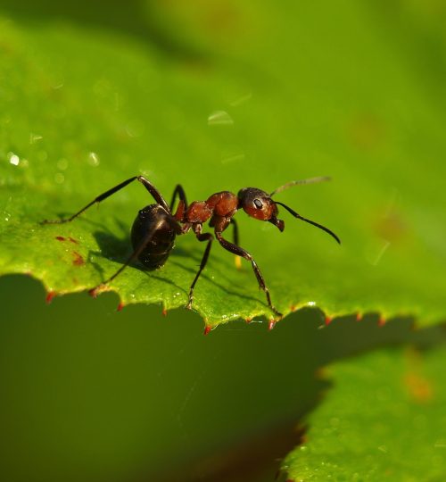 ant, animal, insect