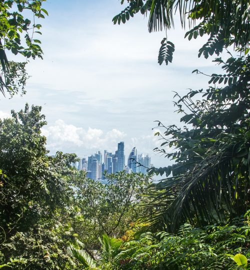 panama, rainforest, background