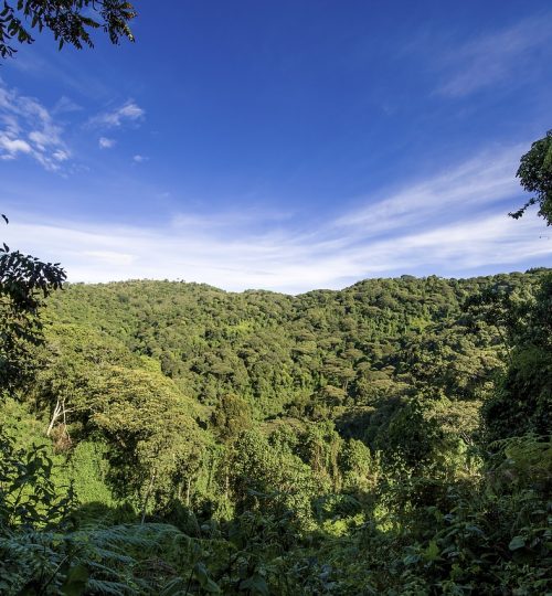 uganda, jungle, forest