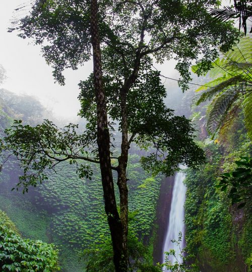 waterfall, rainforest, forest