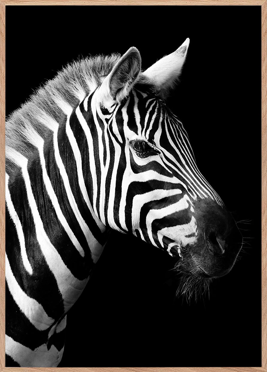 LysEgZebra