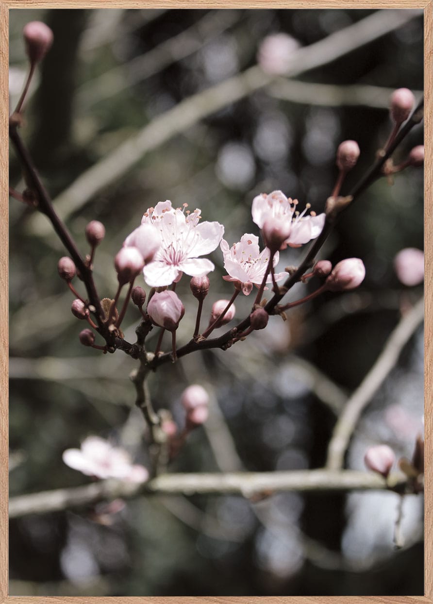 LysEgParadisÆbleBlomst