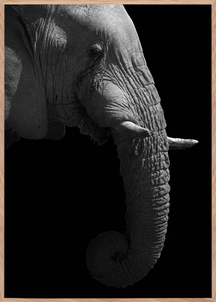 elefant plakat