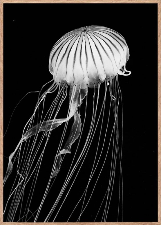 jellyfish fotoplakat i sort hvid havdyr