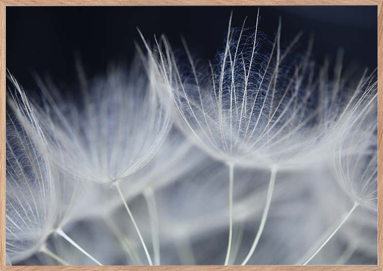 fotoplakat mælkebøtte closeup makro