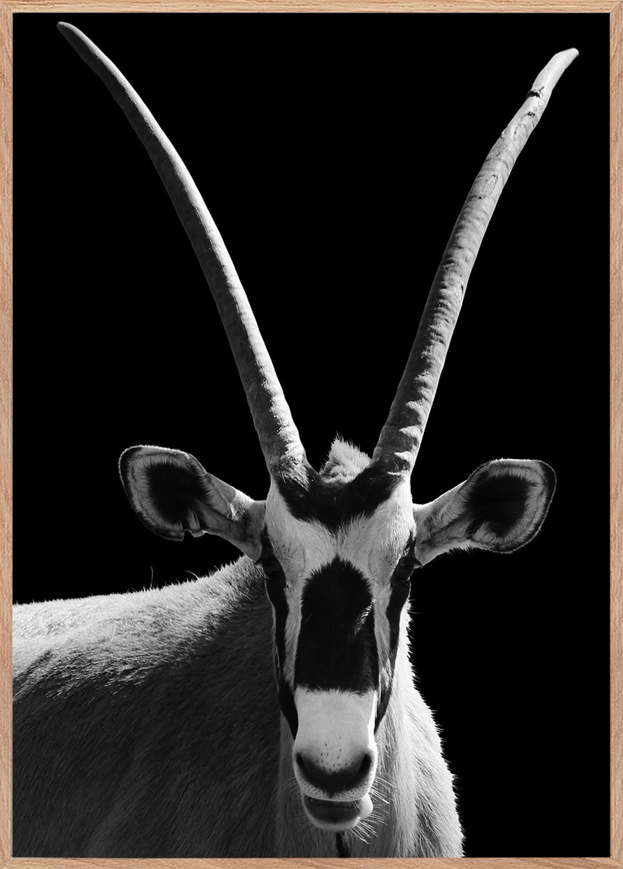 sort hvid fotoplakat dyr oryx