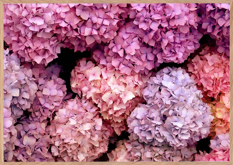 LysEgPinkHortensia