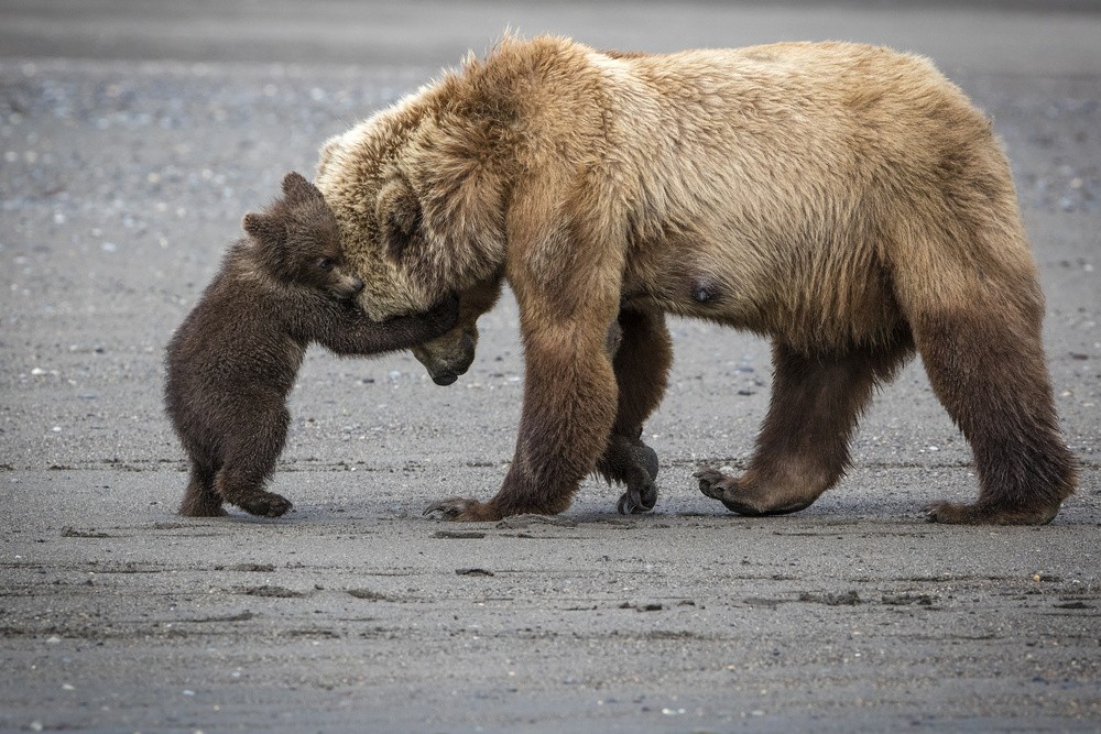 a-little-bear-hug-poster