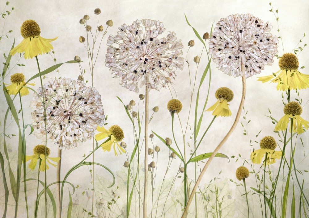 alliums-and-heleniums-poster