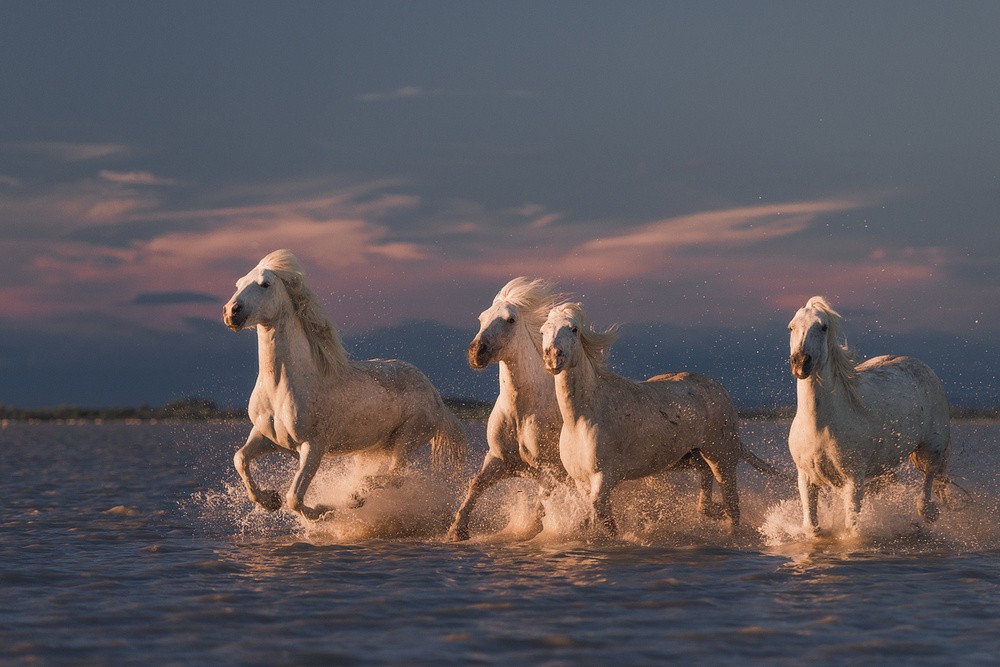 angels-of-camargue-poster