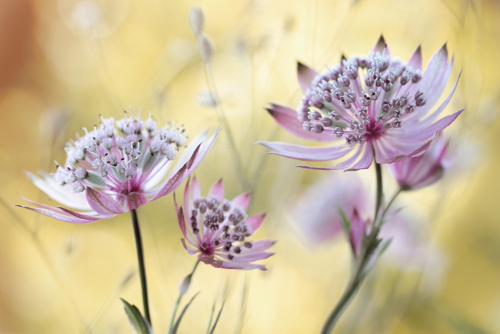 astrantia-major-poster