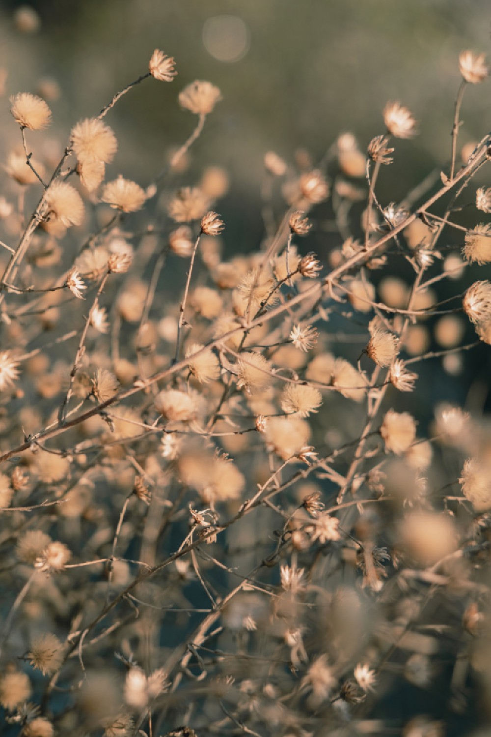 beach-flowers-poster