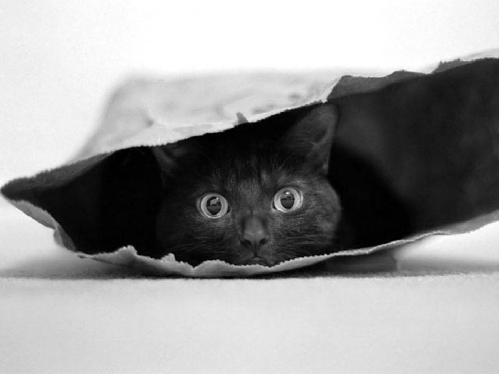 cat-in-a-bag-poster