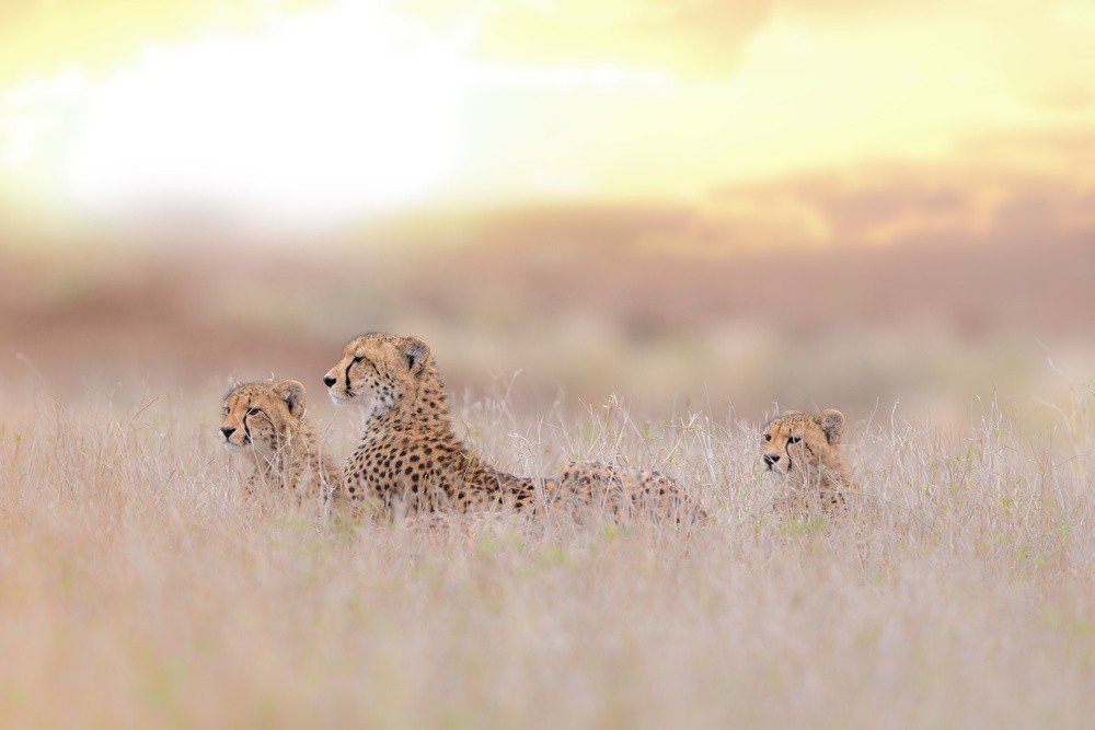 cheetah-family-poster