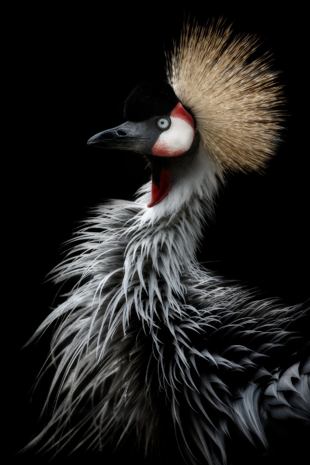 crowned-crane-s-portrait-poster