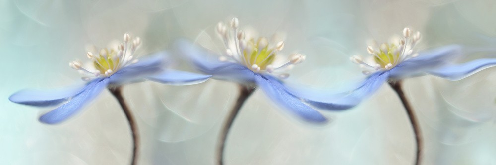 dancing-anemones-poster