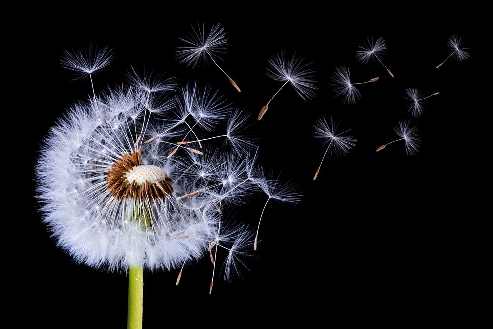 dandelion-blowing-poster